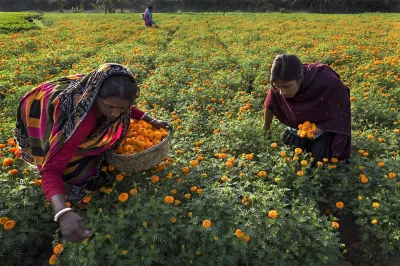 Women pick marigolds in a field in India