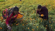 Women pick marigolds in a field in India