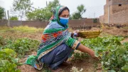 A woman picks vegetables