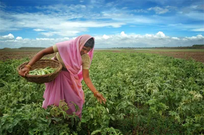 a woman farmer harvesting peppers in a field