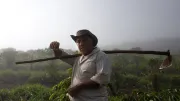 A man stands in a misty field