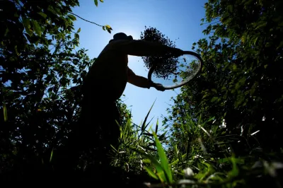 a male farmer sifts coffee harvest in the field