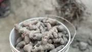 Unprocessed turmeric in a bucket